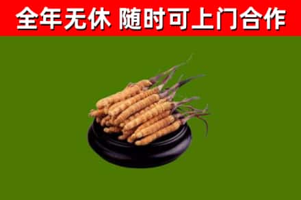 济宁回收冬虫夏草
